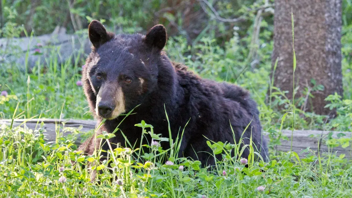 Atac de urs în Wyoming Highlights Riscurile de drumeții cu câini