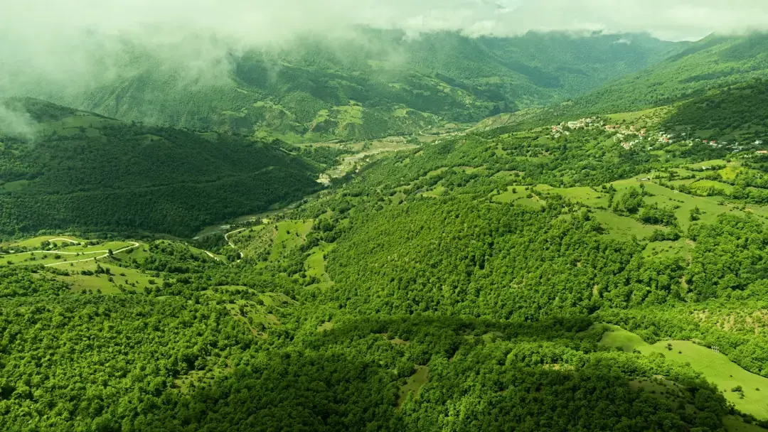 Oază verde salvată: Pădurea Privighetoarei, un refugiu pentru păsări