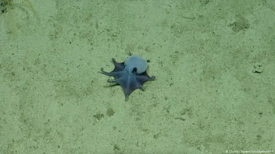 Octopusul albastru mic descoperit în Galapagos