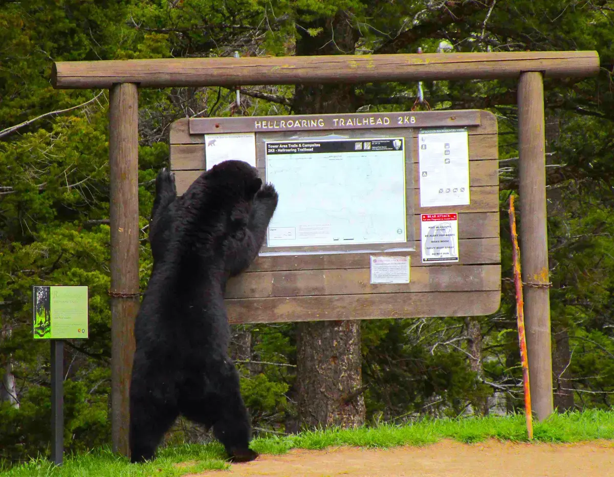 Redeschidere Yellowstone: Traseu accesibil după incidentul cu ursul