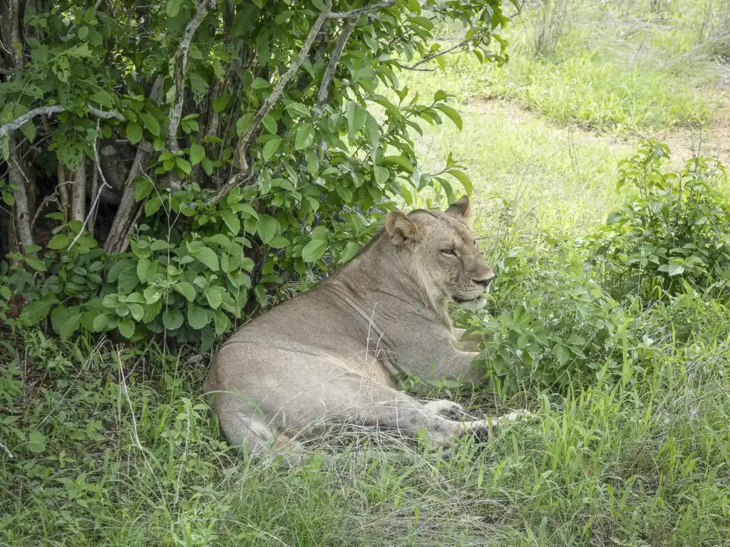 Safari DIY în Kenya: O aventură de familie plină de neprevăzut