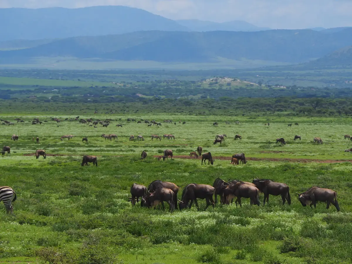 Sfaturi pentru safari-uri africane pentru prima dată