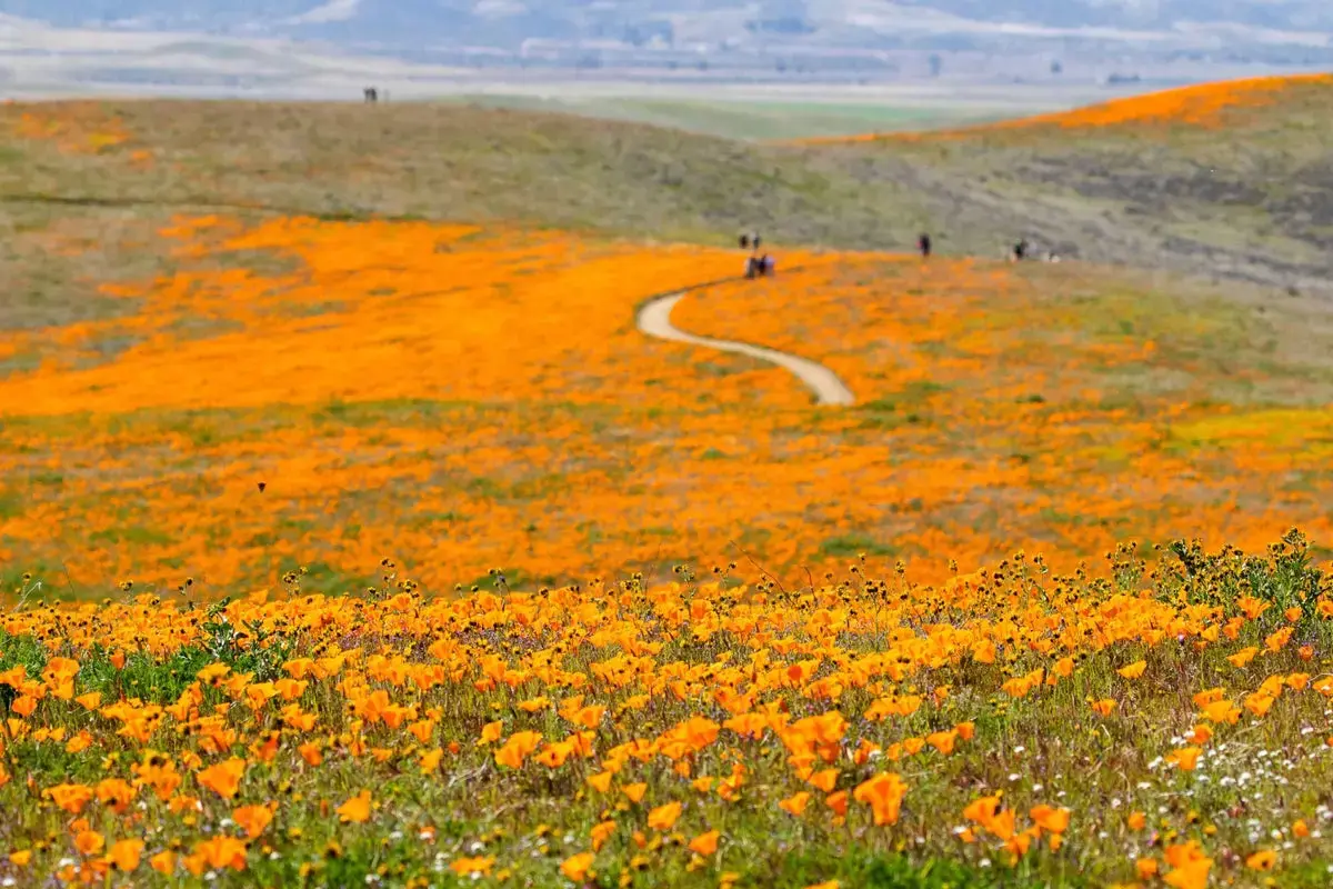 Spectacole de flori sălbatice din California