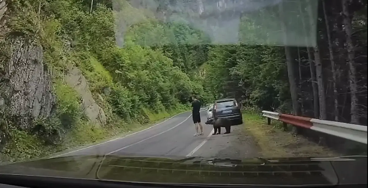 Transfăgărășan: Turist la un pas de tragedie, ignorând ursul din spate