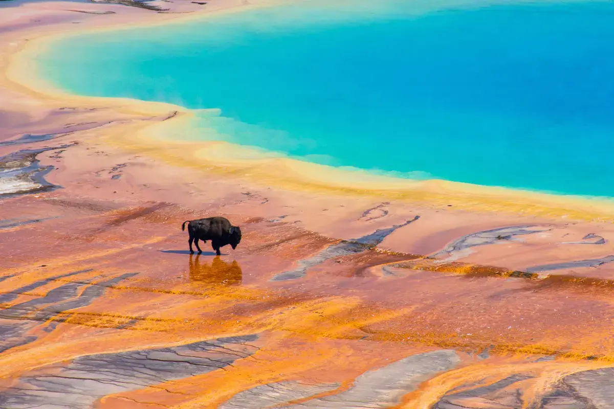 Turiști inconștienți, surprinși în zona interzisă din Yellowstone