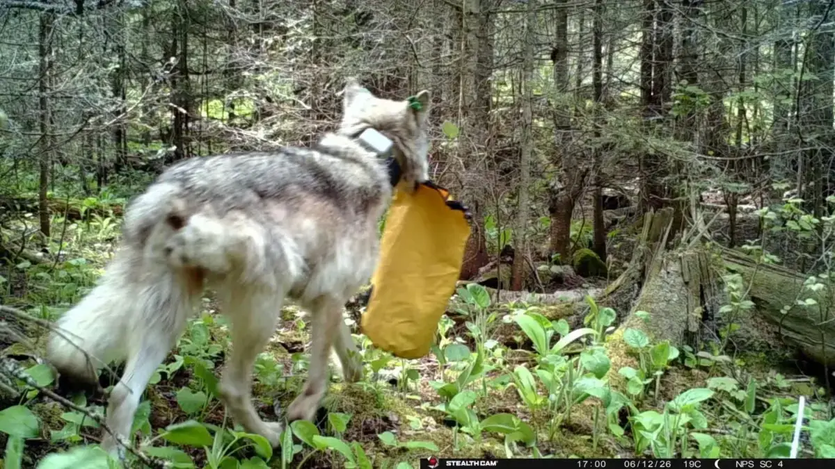 Un lup obraznic închide un camping din Parcul Național Isle Royale