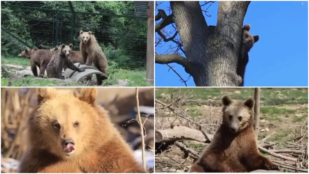 Urși orfani din România, adoptați în Franța: O nouă șansă la viață