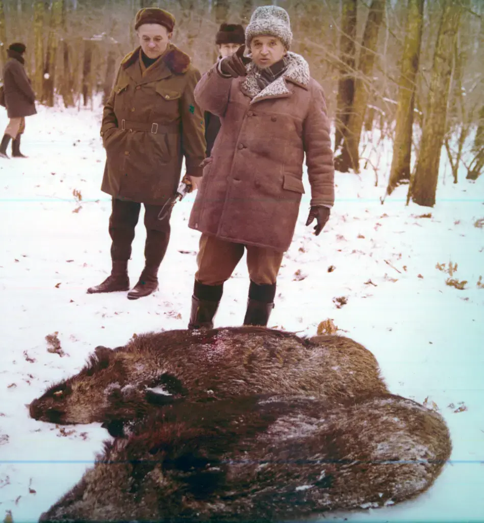 Vânătorile extravagante ale lui Ceaușescu: 82 de mistreți uciși într-o zi