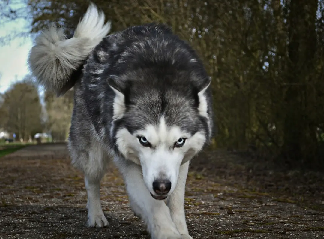 Plimbare nocturnă cu husky‑urile prin Abisko, Laponia suedeză