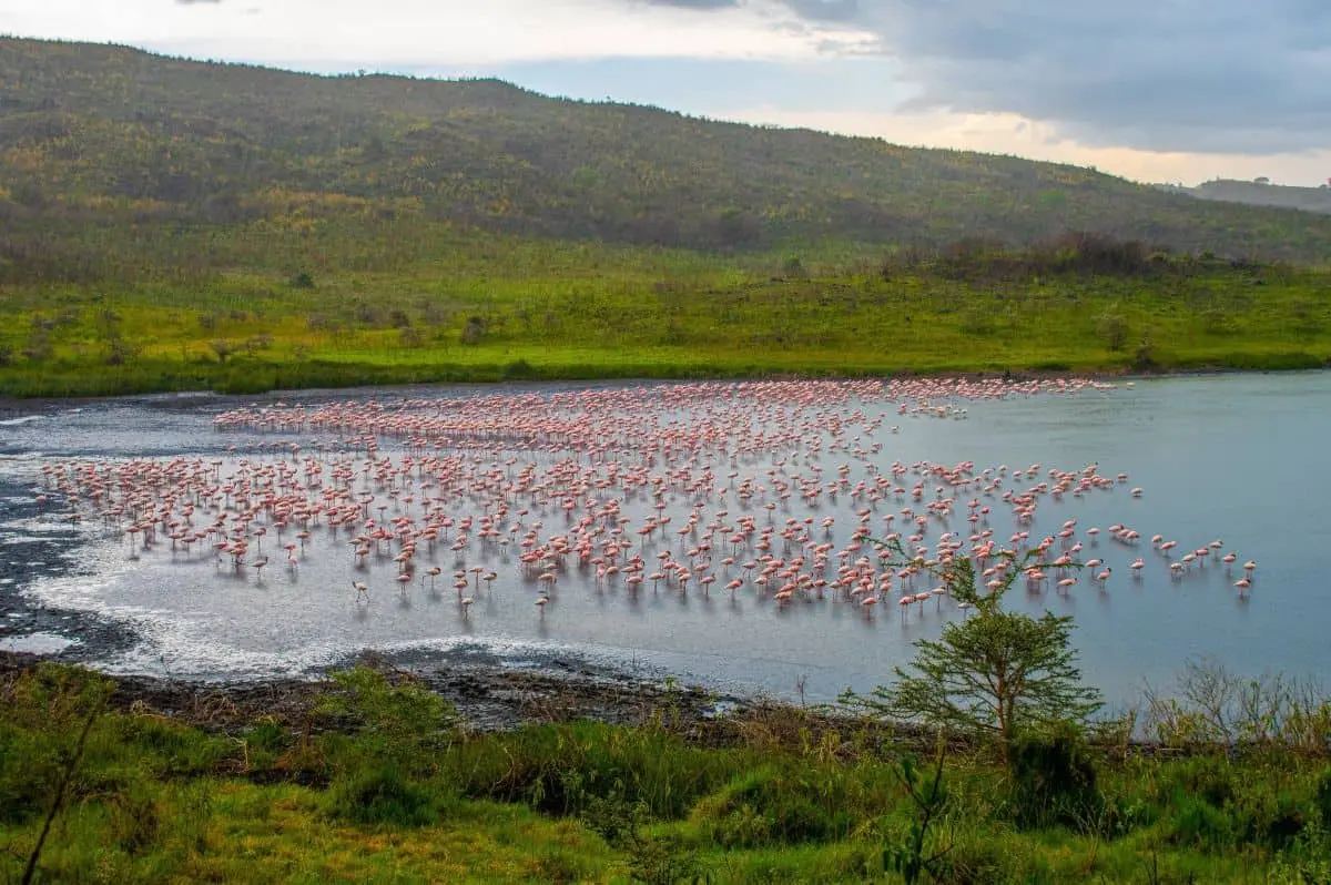Tanzania dă lovitura în turism datorită rinocerilor negri