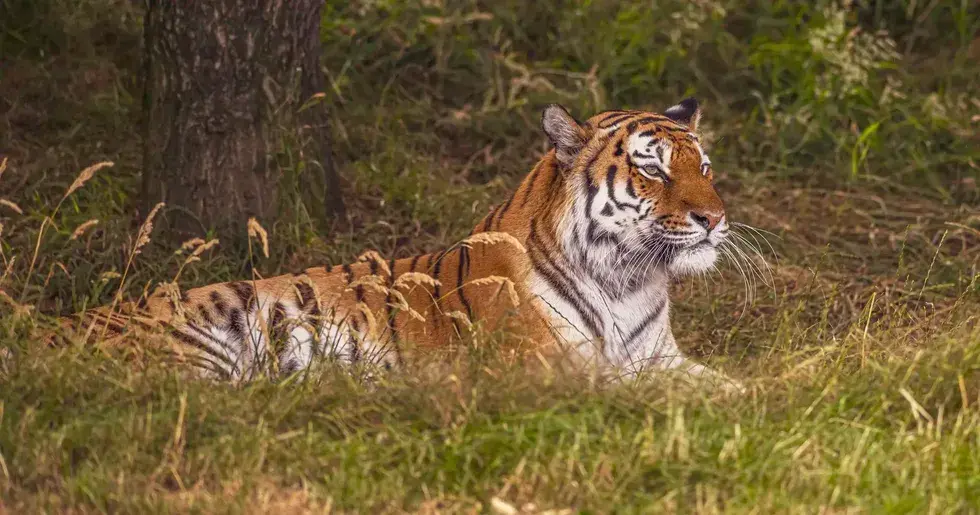 Tragedia din Yorkshire Wildlife: un tigru a scăpat și a omorât un vizitator